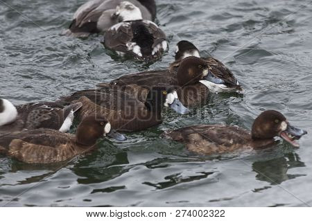 View Of A Flock Of Greater Scaup, Aythya Marila