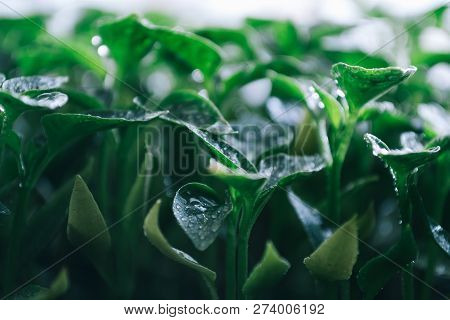 Green Leaves On Young Pepper. Green Background.
