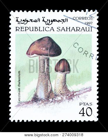 Republic Sahrawi - Circa 1998 : Cancelled Postage Stamp Printed By Republic Sahrawi, That Shows Cind