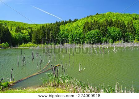 Dead Trees In Spring Lake. Cuejdel Lake Is The Biggest Natural Dam Lake In Romania. It Has Its Origi