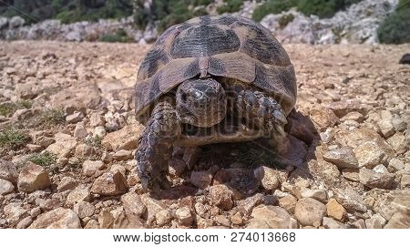 Big Turtle Crosses Old Stone Road In Turkey