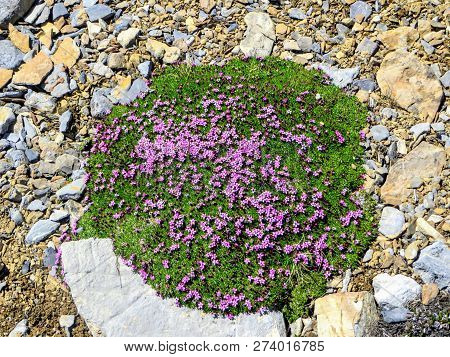 Silene Acaulis, Known As Moss Campion Or Cushion Pink, Is A Small Mountain-dwelling Wildflower That 