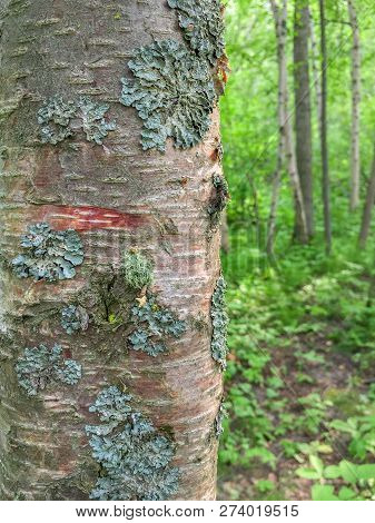 Foliose Type Lichen Growing On Tree Bark In Aspen Parkland Forest, Canada.