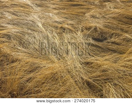Field Of Dried Golden Grass Laid Down By The Wind.