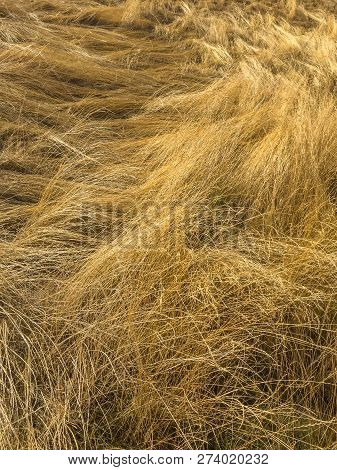 Field Of Dried Golden Grass Laid Down By The Wind.