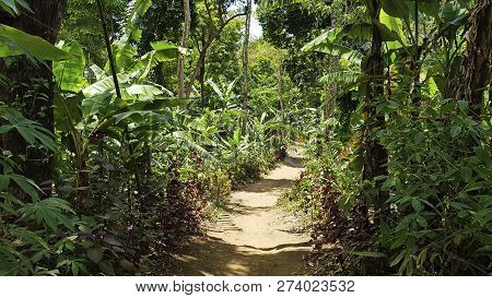 Well-trodden Trail In The Green Jungle, Sun Shine
