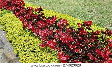 Red Flowers Grow Between Green Shrubs,green Garden
