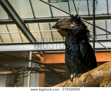 Beautiful Silvery Cheeked Hornbill Bird Sitting On A Branch, A Tropical Bird From The Forests Of Afr