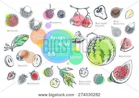 Fruits Hand Drawn Vector Set. Sketches Of Tropical Fruits From R To W For Design Of Juice Packages A