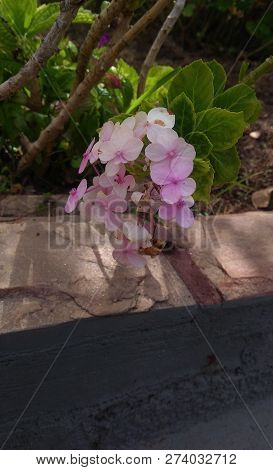 Hydrangea Serrata In The Garden With Opaque Colors