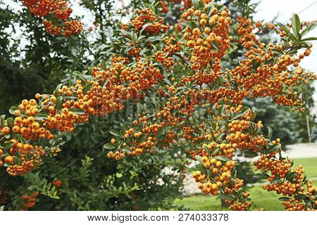 Sea Buckthorn Berries On A Tree. Sea Buckthorn Growing A Lot Of Berries.