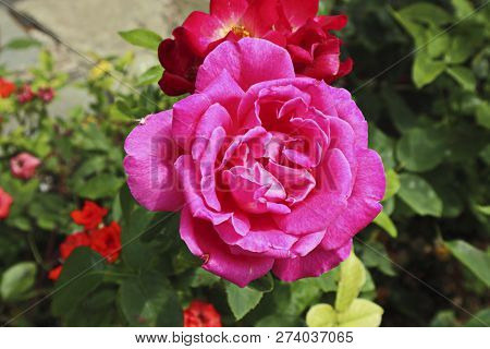 Pink Rose On A Blurred Green Background, Greece