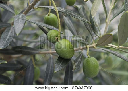 Olive Trees Garden, Ready For Harvest.fresh Olives.
