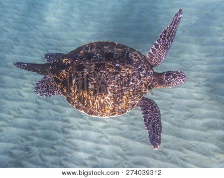 Top View Of Hawaiian Green Sea Turtle Gliding Over Sandy Ocean Floor With Light On Carapace.