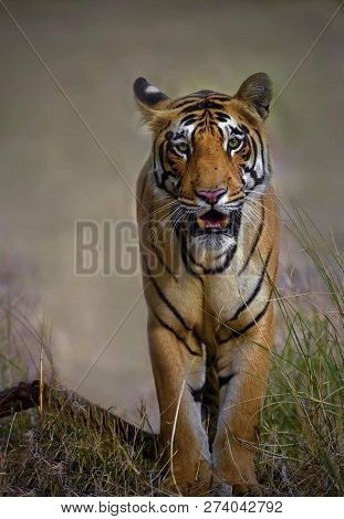 Tiger In The Nature Habitat. Tiger Male Walking Head On Composition. Wildlife Scene With Danger Anim