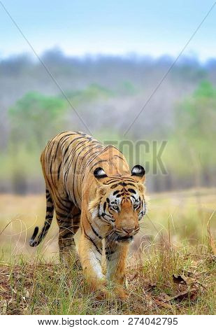 Tiger In The Nature Habitat. Tiger Male Walking Head On Composition. Wildlife Scene With Danger Anim