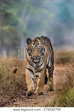 Tiger In The Nature Habitat. Tiger Male Walking Head On Composition. Wildlife Scene With Danger Anim