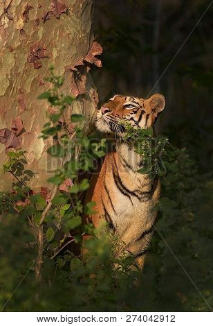 Tiger In The Nature Habitat. Tiger Male Walking Head On Composition. Wildlife Scene With Danger Anim