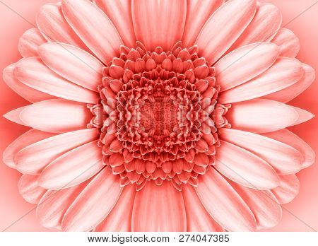 Coral Color Background . Coral Color Backdrop For Your Design. Trendy Color Concept Of The Year 2019