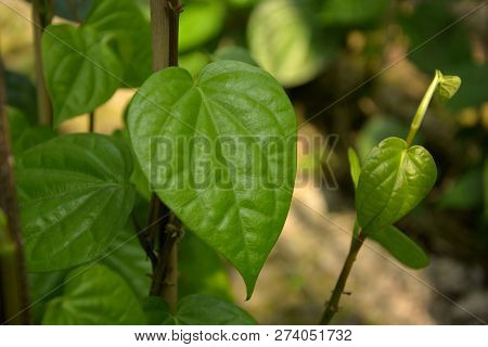 Beautiful Green Betel Leaves Or Leaf ( Piper Betle ) Also Known As Pan, Paan Vines Growing In A Farm