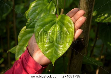 A Girls Hand Showing A Beautiful Green Betel Leaf ( Piper Betle ) Also Known As Pan, Paan Or Betel Q