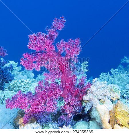 Colorful Coral Reef On The Bottom Of Tropical Sea, Soft Coral Pink Dendronephthya, Underwater Landsc
