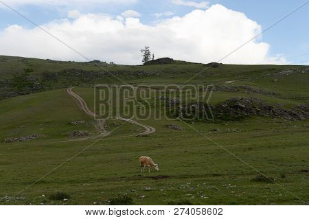 Mountain Landscape With Cows In The Ulagan District Of The Altai Republic