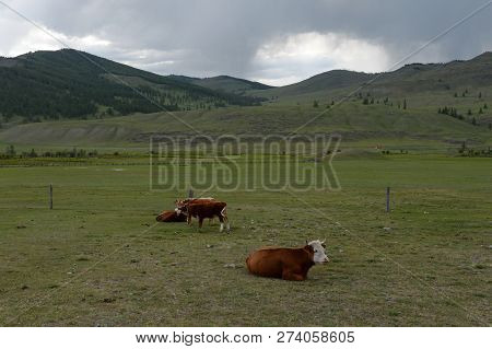 Mountain Landscape With Cows In The Ulagan District Of The Altai Republic