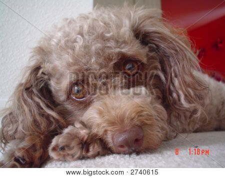 Toy Poodle (chocolate)