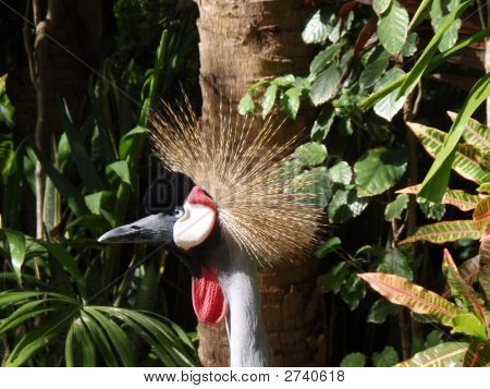 East African Crowned Crane