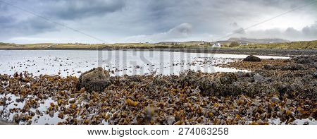 Seaweed At The Coastline Of North West Skye By Kilmuir - Scotland, United Kingdom