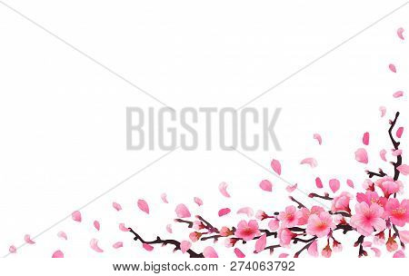 Realistic Japan Cherry Branch Sakura With Blooming Flowers. Spring Fresh Pink Design On White Backgr