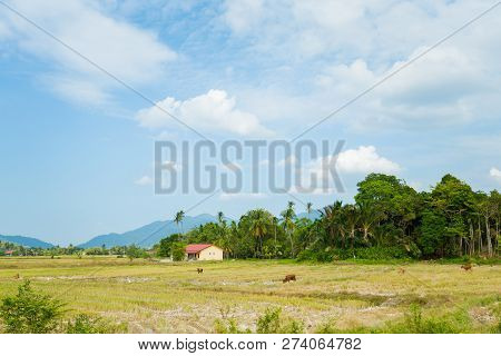 Rice Field On Langkawi Island
