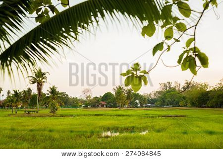 Rice Field On Langkawi Island