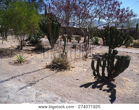 Exotic Plants In Mitla City At Important Archeological Site Of Zapotec Culture In Oaxaca State In Me