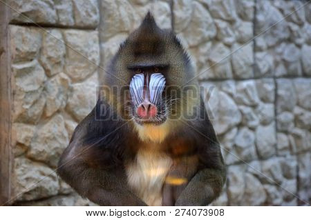 Mandrill Behind Glass At The Zoo