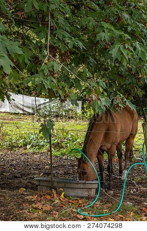 Large Brown Horse Drinking On A Farm