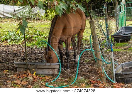 Beautiful Brown Horse Drinking On A Farm