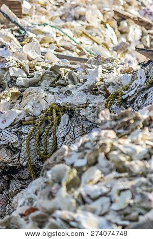 Piles Of White Oyster Shells Stacked Upin Heaps
