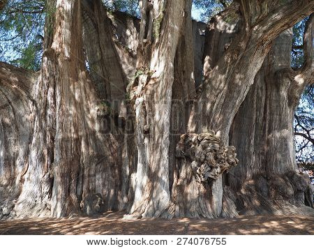 Stoutest Trunk Of The World Of Enormous Montezuma Cypress Tree At Santa Maria Del Tule City In Mexic