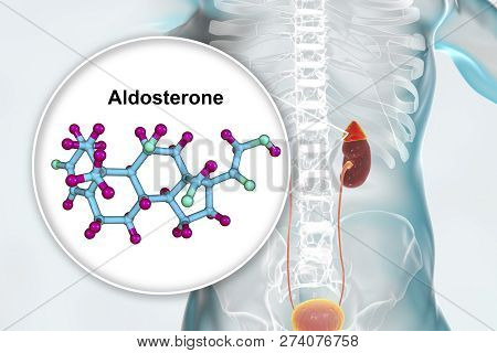 Aldosterone Hormone, Mineralocorticoid Hormone Produced By Adrenals, 3d Illustration