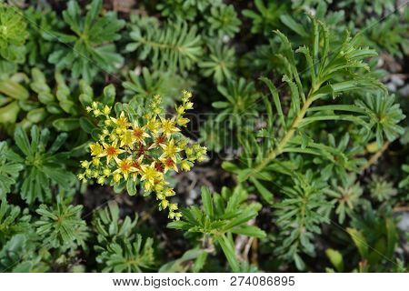 Orange Stonecrop - Latin Name - Sedum Kamtschaticum Var. Floriferum Weihenstephaner Gold