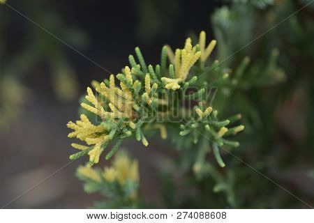 Chinese Juniper - Latin Name - Juniperus Chinensis Expansa Variegata