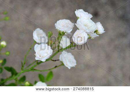 Shrub Rose Crystal Fairy - Latin Name - Rosa Crystal Fairy