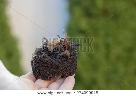 Hand Holding Strawberry Plant Seedling Cupped In The Palm