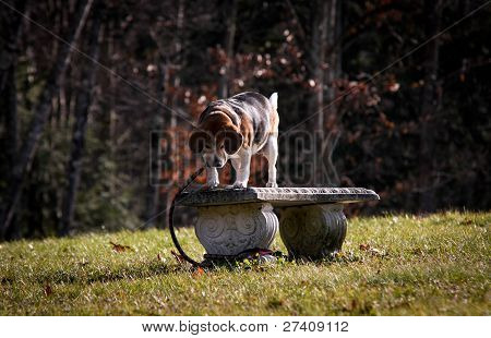 Beagle Hund auf Bank