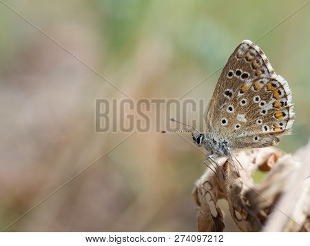 The Adonis Blue (polyommatus Bellargus) Butterfly In The Family Lycaenidae Sitting On A Plant
