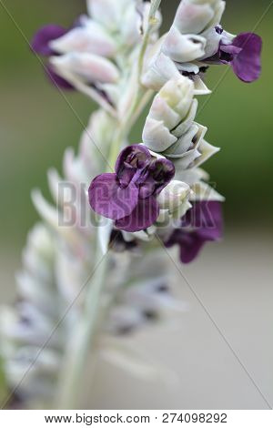 Powdery Alligator-flag Purple Flower - Latin Name - Thalia Dealbata