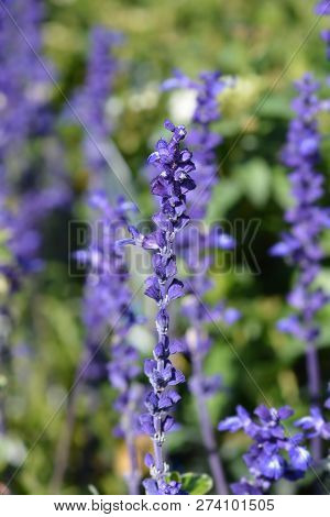 Mealycup Sage Sallyfun Blue - Latin Name - Salvia Farinacea Sallyfun Blue