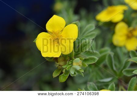 Shrubby Cinquefoil Gold Carpet - Latin Name - Potentilla Fruticosa Goldteppich